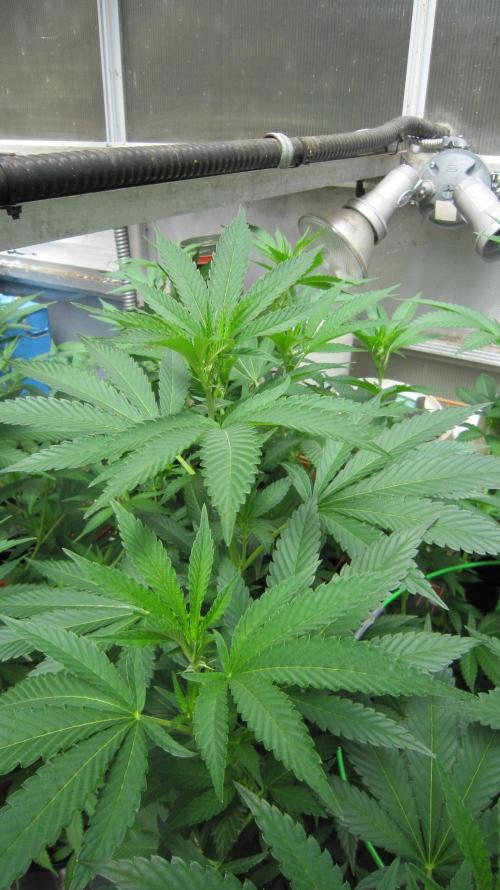 M.A.C.-Sensible Seeds-Premium Selection. Week 15 - BGR