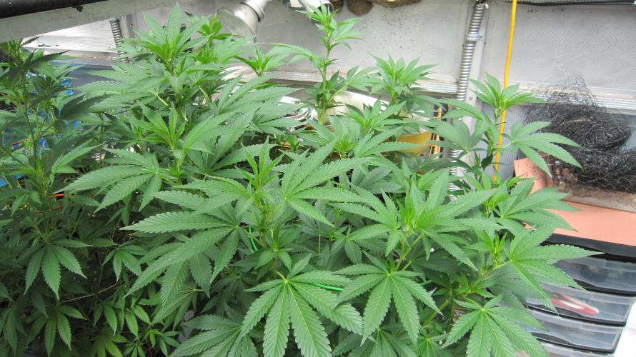 M.A.C.-Sensible Seeds-Premium Selection. Week 15 - BGR