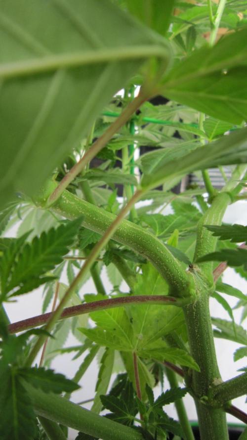 M.A.C.-Sensible Seeds-Premium Selection. Week 15 - BGR