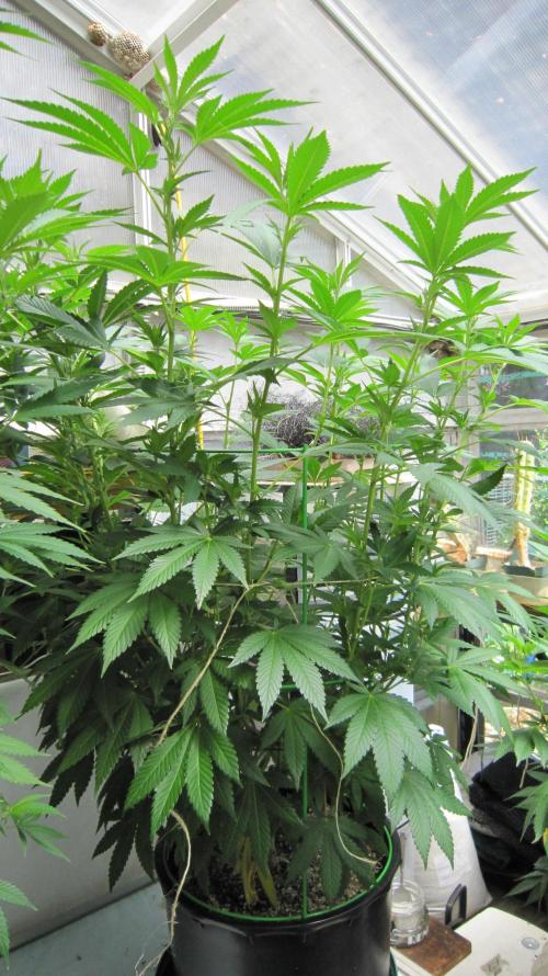 M.A.C.-Sensible Seeds-Premium Selection. Week 15 - BGR