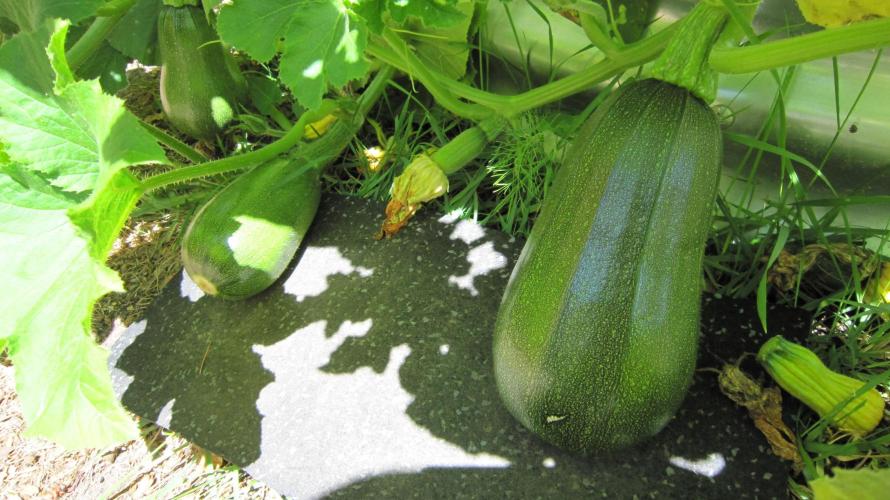 M.A.C.-Sensible Seeds-Premium Selection. Week 15 - Morrow Squash has started