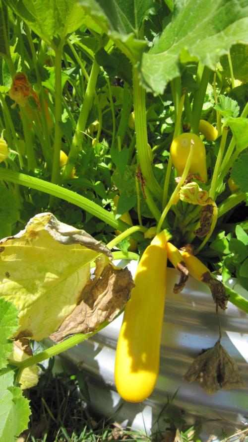 M.A.C.-Sensible Seeds-Premium Selection. Week 15 - Yellow Squash