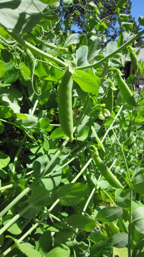 M.A.C.-Sensible Seeds-Premium Selection. Week 15 - Sugar Peas