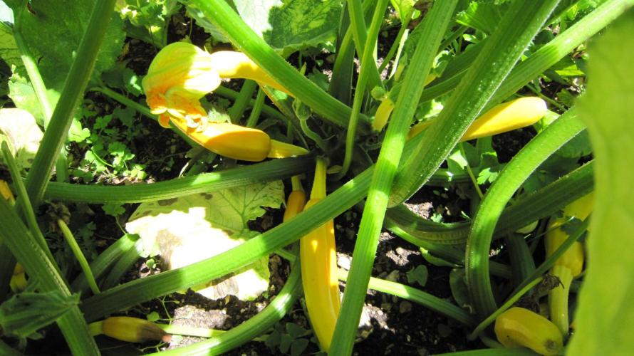 M.A.C.-Sensible Seeds-Premium Selection. Week 15 - Yellow Squash