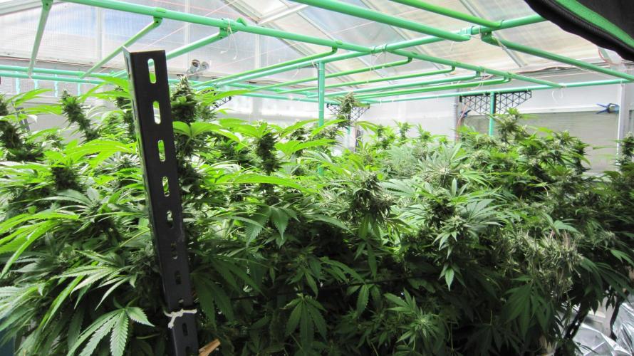 Runtz Mintz Cream by SnowShoe Joe. Week 23 - Runtz Mintz Cream - 6 females from regular seeds. Facing Southwest