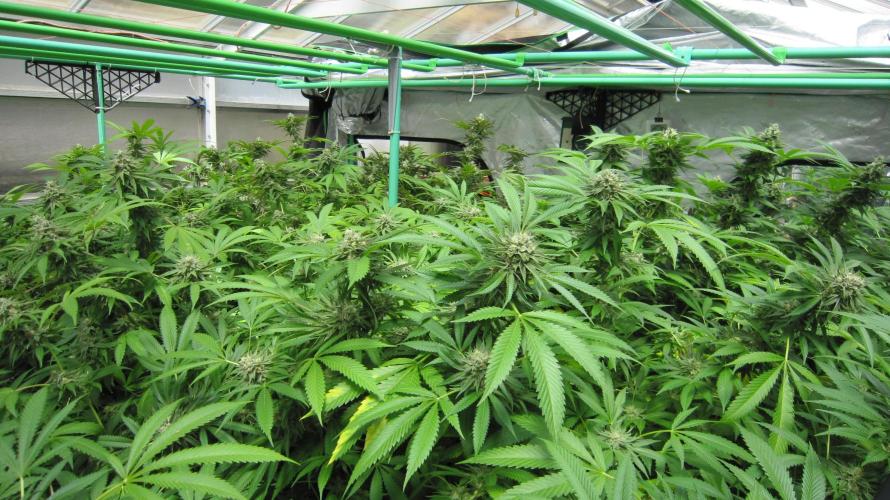 Runtz Mintz Cream by SnowShoe Joe. Week 23 - Facing Northwest