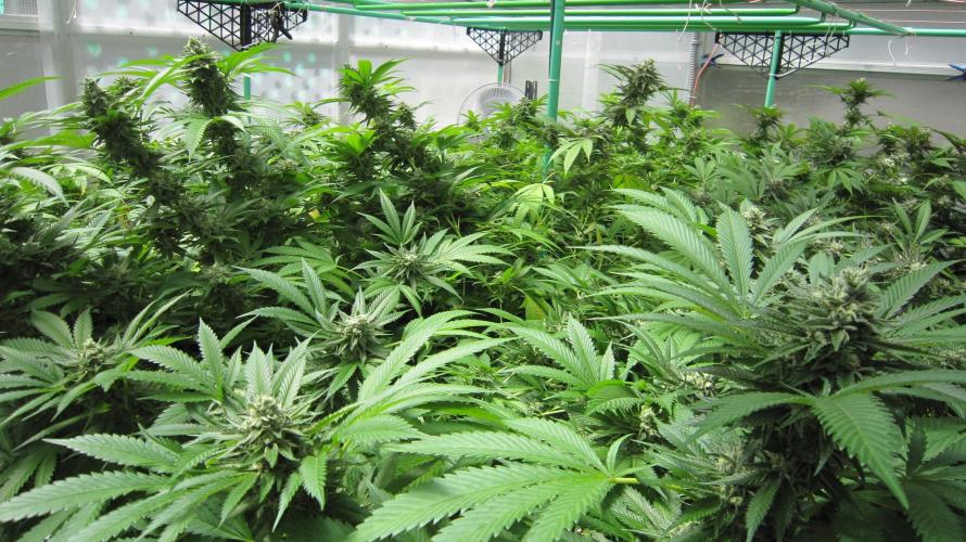 Runtz Mintz Cream by SnowShoe Joe. Week 23 - Plant #1