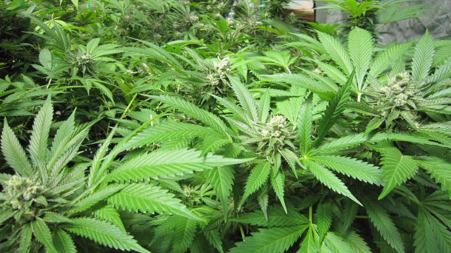 Runtz Mintz Cream by SnowShoe Joe. Week 23 - Plant #1