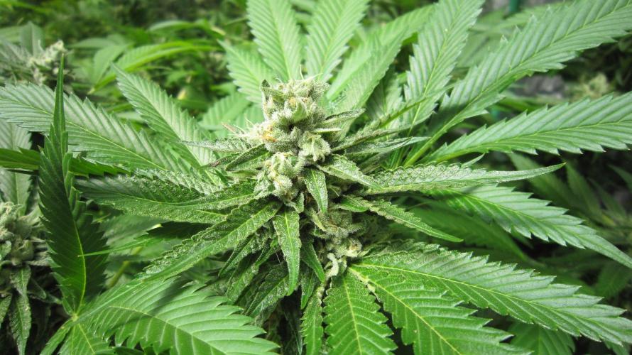 Runtz Mintz Cream by SnowShoe Joe. Week 23 - Plant #1