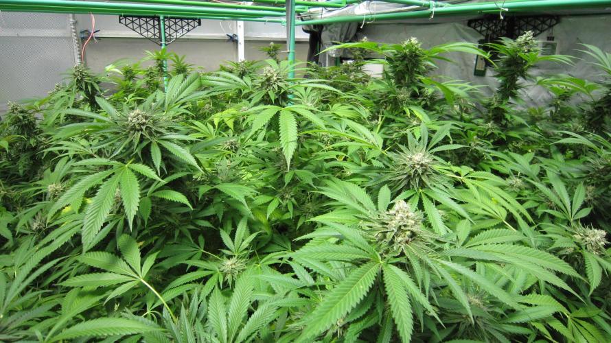 Runtz Mintz Cream by SnowShoe Joe. Week 23 - Plant #2