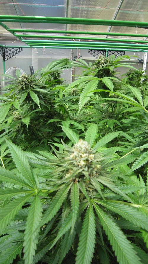 Runtz Mintz Cream by SnowShoe Joe. Week 23 - Plant #2
