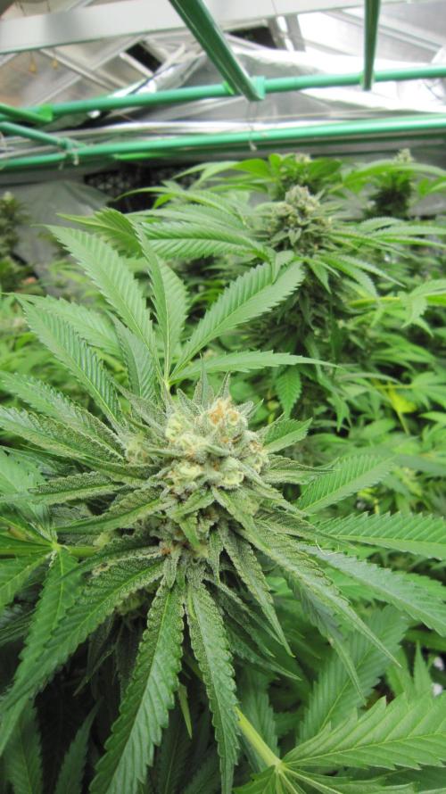 Runtz Mintz Cream by SnowShoe Joe. Week 23 - Plant #2