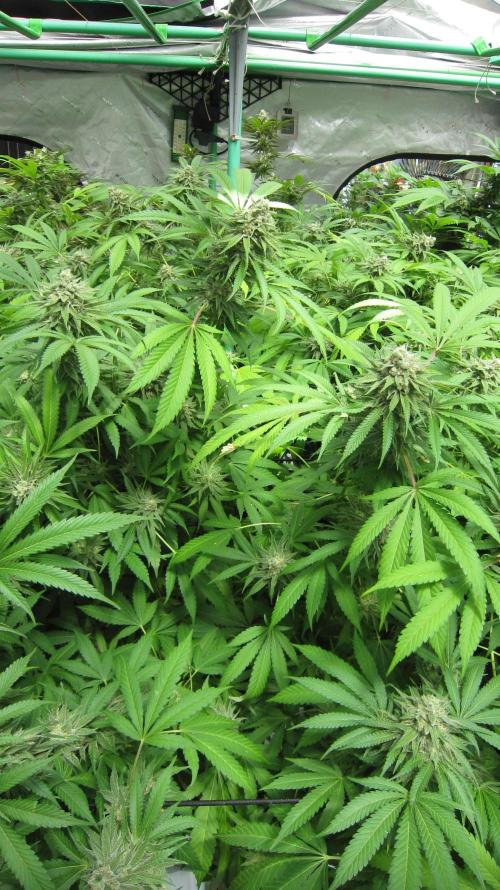 Runtz Mintz Cream by SnowShoe Joe. Week 23 - Plant #3