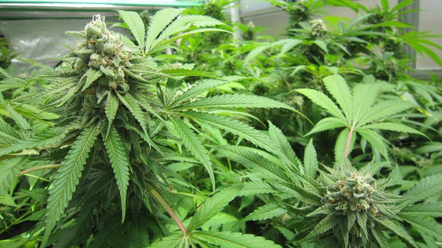 Runtz Mintz Cream by SnowShoe Joe. Week 23 - Plant #3