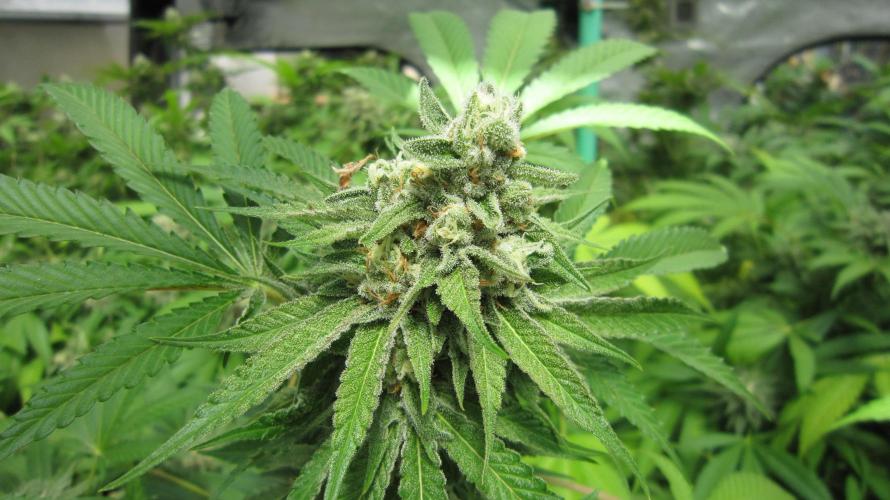 Runtz Mintz Cream by SnowShoe Joe. Week 23 - Plant #3