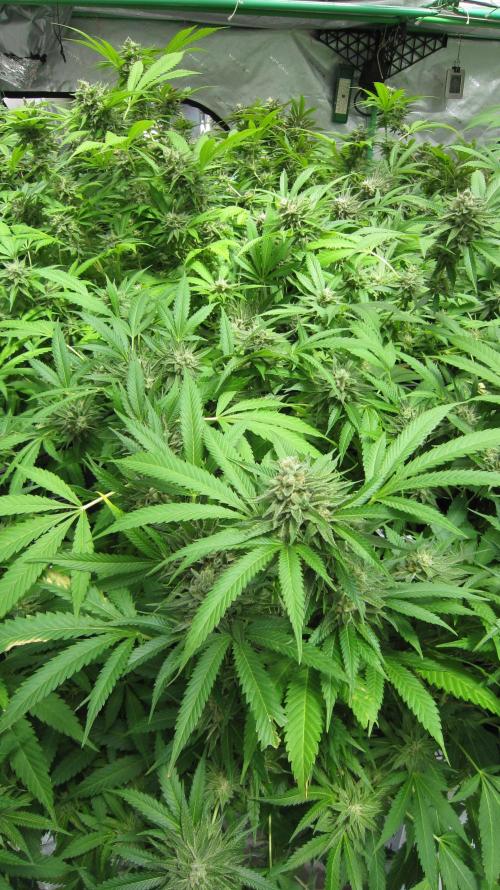 Runtz Mintz Cream by SnowShoe Joe. Week 23 - Plant #4
