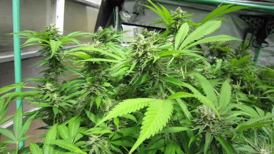 Runtz Mintz Cream by SnowShoe Joe. Week 23 - Plant #4