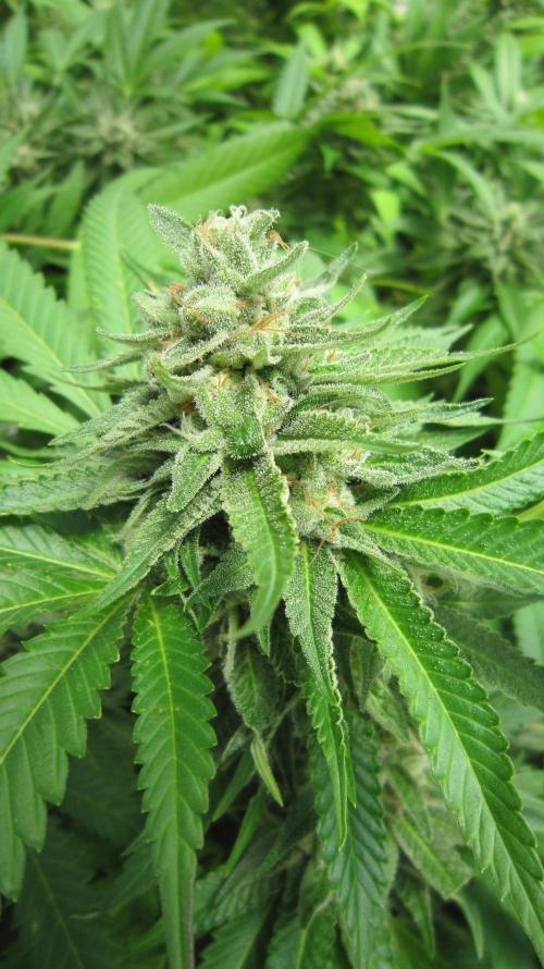 Runtz Mintz Cream by SnowShoe Joe. Week 23 - Plant #4