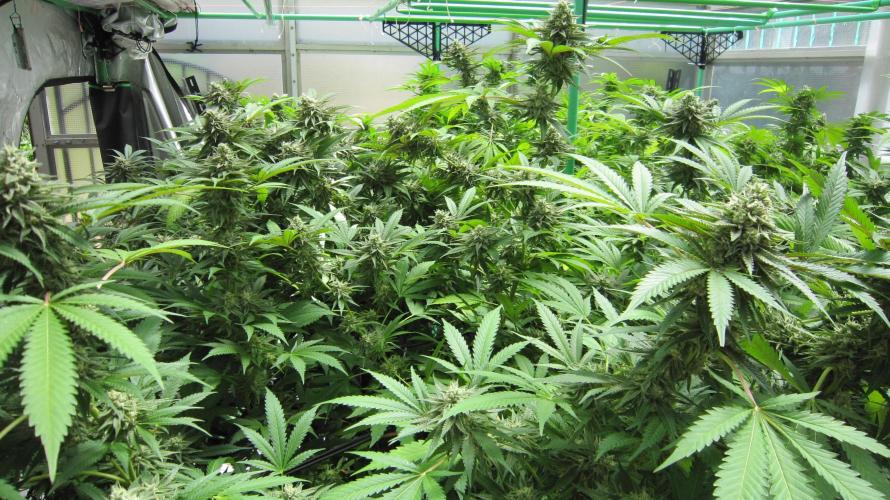 Runtz Mintz Cream by SnowShoe Joe. Week 23 - Plant #5