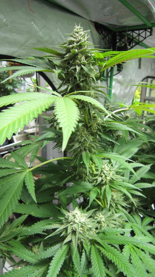 Runtz Mintz Cream by SnowShoe Joe. Week 23 - Plant #5