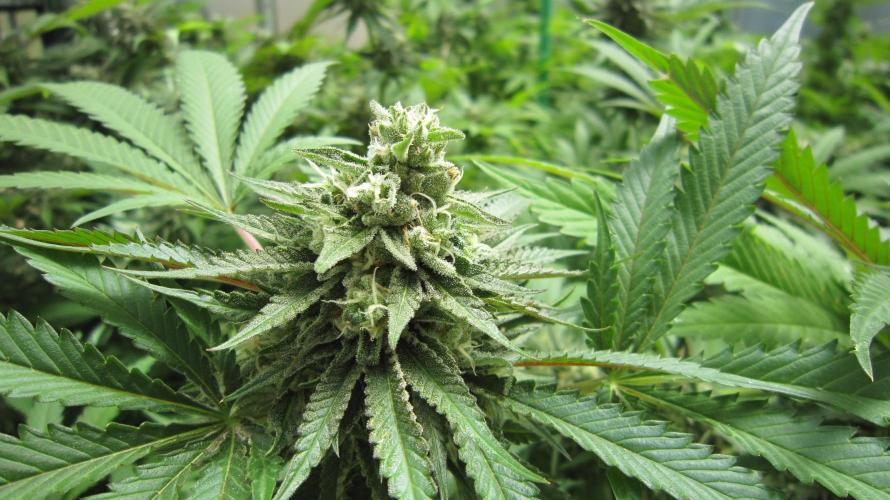 Runtz Mintz Cream by SnowShoe Joe. Week 23 - Plant #5