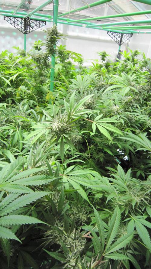 Runtz Mintz Cream by SnowShoe Joe. Week 23 - Plant #6