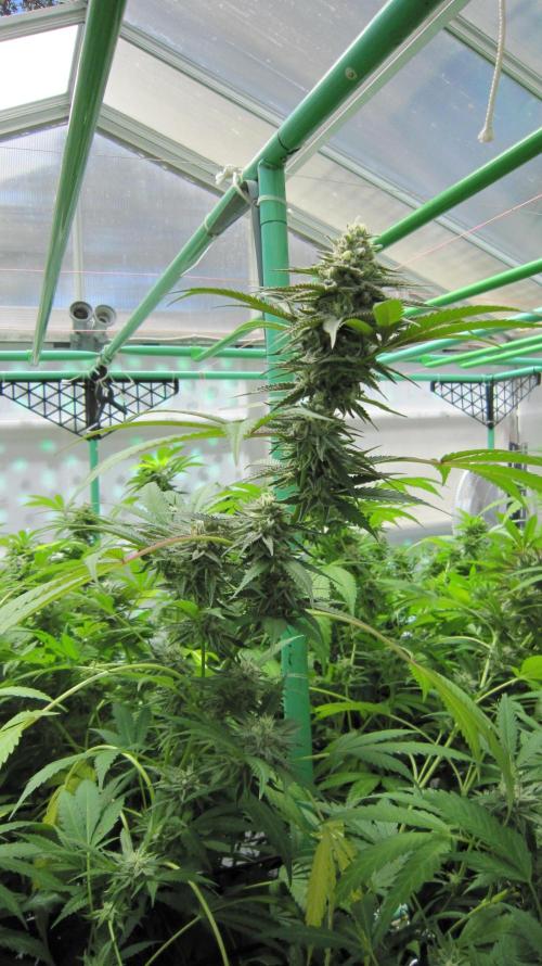 Runtz Mintz Cream by SnowShoe Joe. Week 23 - Plant #6
