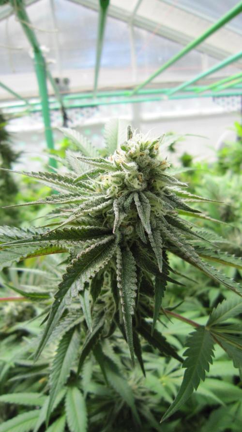 Runtz Mintz Cream by SnowShoe Joe. Week 23 - Plant #6
