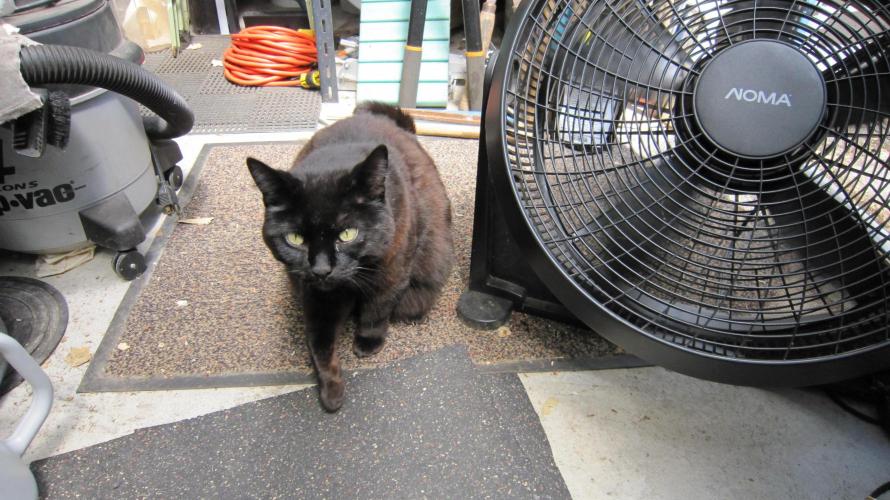 Runtz Mintz Cream by SnowShoe Joe. Week 23 - Oh No!!! She found me... Now I have to give scratches before I can move on.