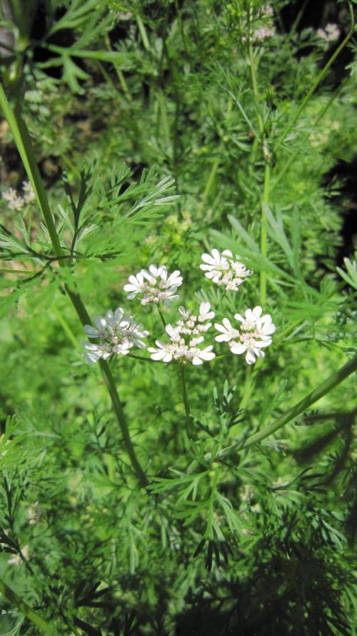 Runtz Mintz Cream by SnowShoe Joe. Week 23 - These umbrella type of flowers attract the type of wasps that lay their eggs on