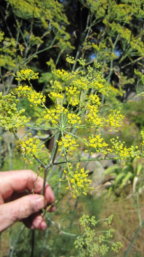 Runtz Mintz Cream by SnowShoe Joe. Week 23 - the garden pests. Cilantro, Fennel and Parsley all have these umbrella flowers.