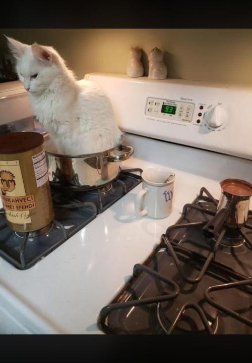Runtz Mintz Cream by SnowShoe Joe. Week 23 - What you doing?