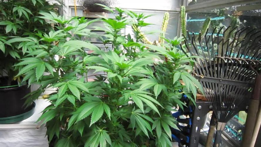 Gorilla Gelato - Ganja Seeds