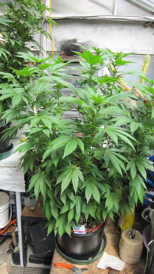 Gorilla Gelato - Ganja Seeds. Week 15 - Gorilla Gelato - GG - 