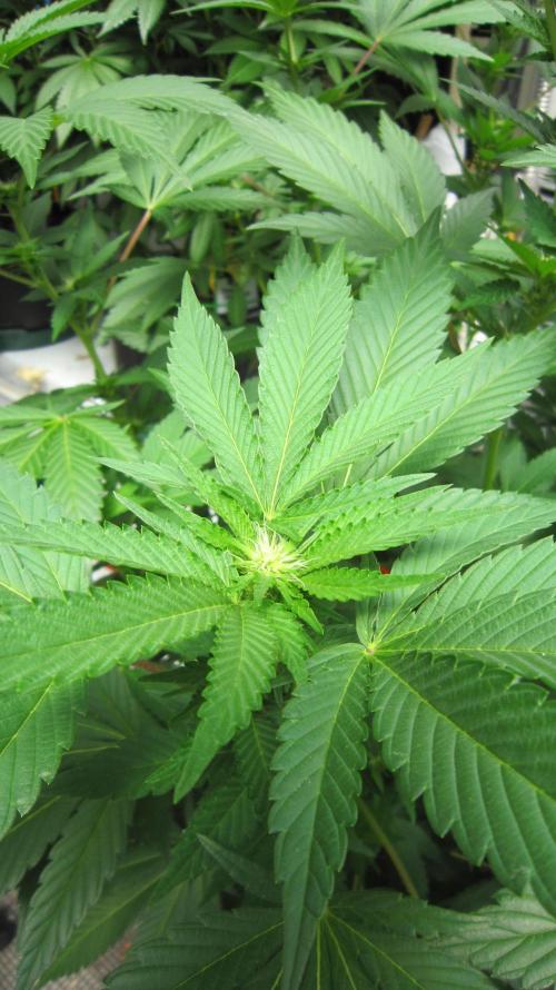 Gorilla Gelato - Ganja Seeds. Week 15 - GG - I can see flowers forming.