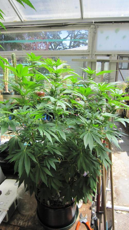 Gorilla Gelato - Ganja Seeds. Week 15 - GG