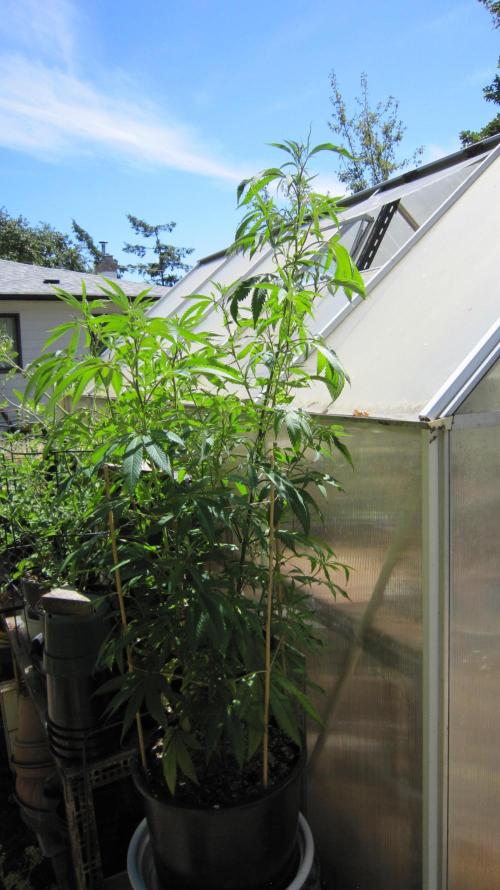 Gorilla Gelato - Ganja Seeds. Week 15 - Sister GG