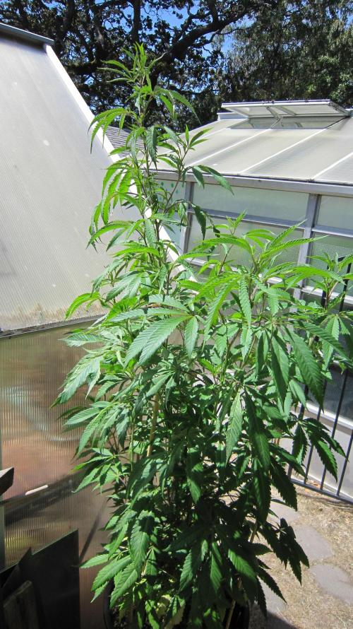 Gorilla Gelato - Ganja Seeds. Week 15 - Sister GG
