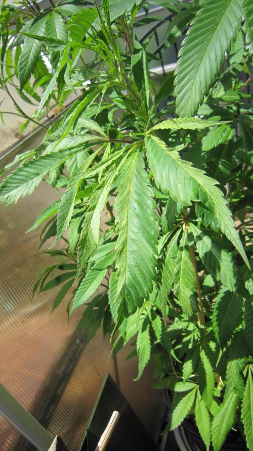 Gorilla Gelato - Ganja Seeds. Week 15 - Sister GG, still has weird leaves