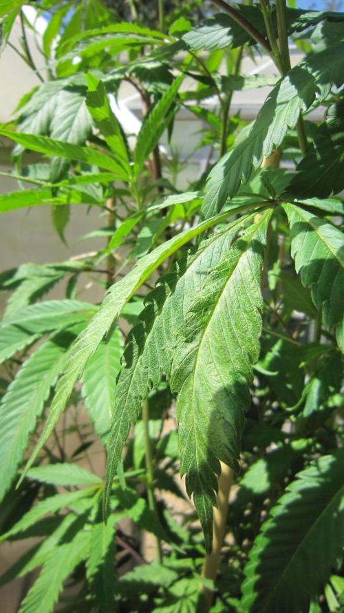 Gorilla Gelato - Ganja Seeds. Week 15 - GG - Leaf mutation of some sort.