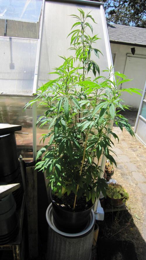 Gorilla Gelato - Ganja Seeds. Week 15 - It's growing good.
