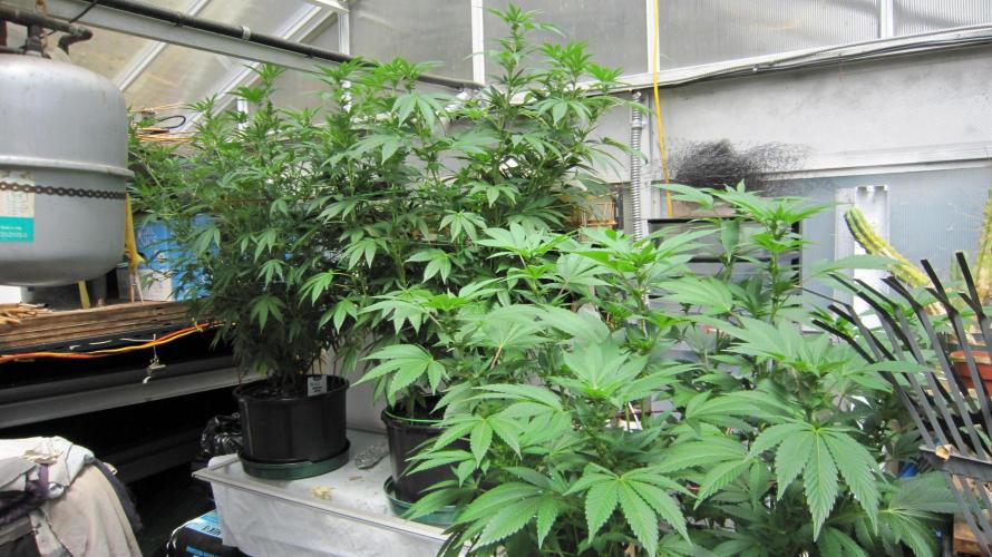 Gorilla Gelato - Ganja Seeds. Week 15 - GG - We are the front lower plant.