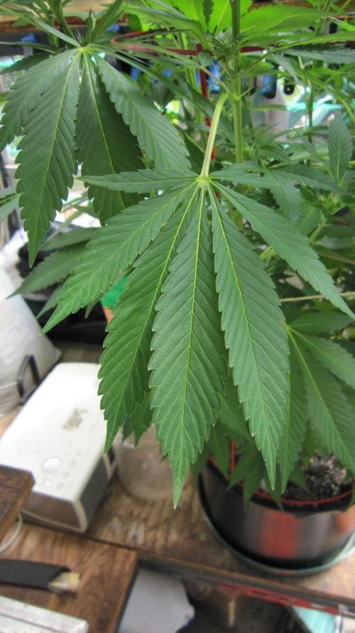 Gorilla Gelato - Ganja Seeds. Week 15 - GG - Indica trait - 3 fingers hanging down, about the same length
