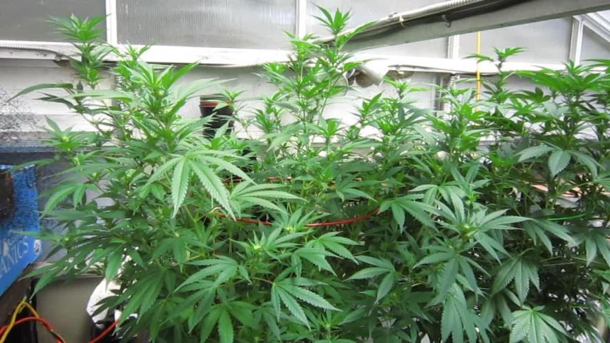 M.A.C.-Sensible Seeds-Premium Selection