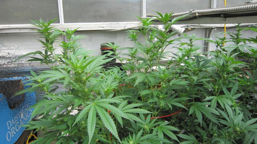 M.A.C.-Sensible Seeds-Premium Selection. Week 16 - M.A.C.