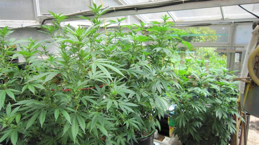M.A.C.-Sensible Seeds-Premium Selection. Week 16 - M.A.C.