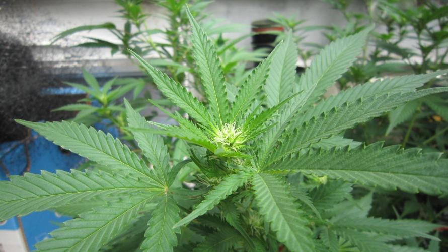 M.A.C.-Sensible Seeds-Premium Selection. Week 16 - M.A.C. Has got flowers forming.