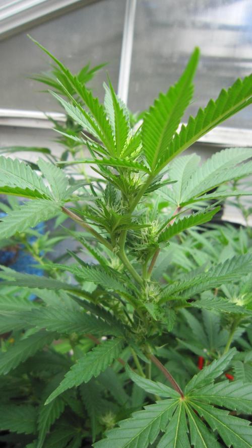 M.A.C.-Sensible Seeds-Premium Selection. Week 16 - M.A.C. and buds developing.