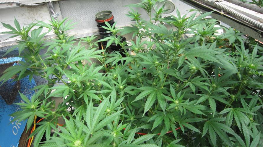 M.A.C.-Sensible Seeds-Premium Selection. Week 16 - M.A.C.