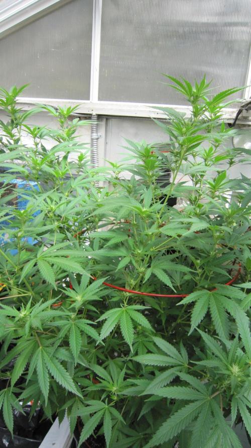 M.A.C.-Sensible Seeds-Premium Selection. Week 16 - M.A.C.